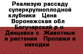 Реализую рассаду суперкрупноплодной клубники › Цена ­ 37 - Воронежская обл., Богучарский р-н, Данцевка с. Животные и растения » Пропажи и находки   